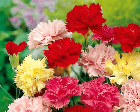 Des images de diff�rentes plantes